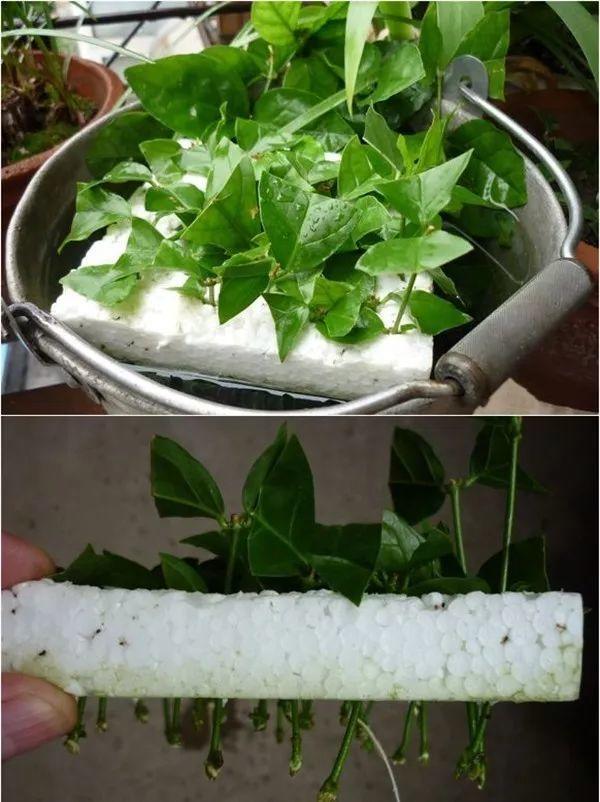 绿苏种子的种植方法是什么，绿苏是什么植物（1盆顶个百宝箱）