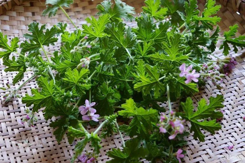 绿苏种子的种植方法是什么，绿苏是什么植物（1盆顶个百宝箱）