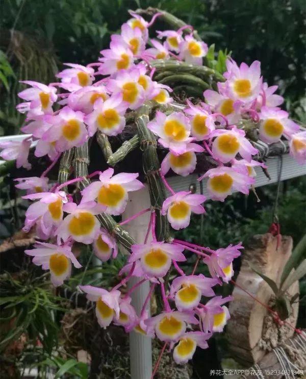 绿苏种子的种植方法是什么，绿苏是什么植物（1盆顶个百宝箱）