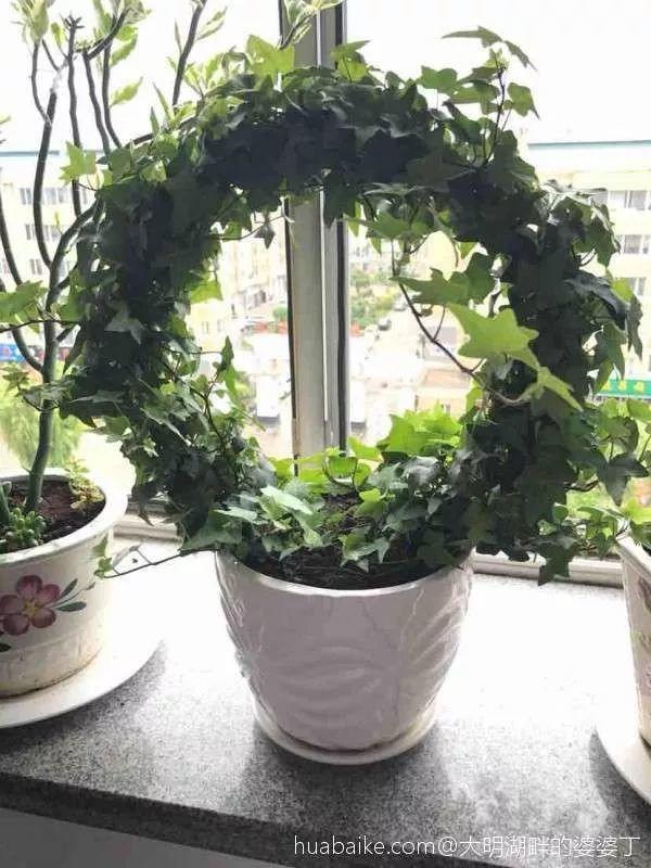 绿苏种子的种植方法是什么，绿苏是什么植物（1盆顶个百宝箱）