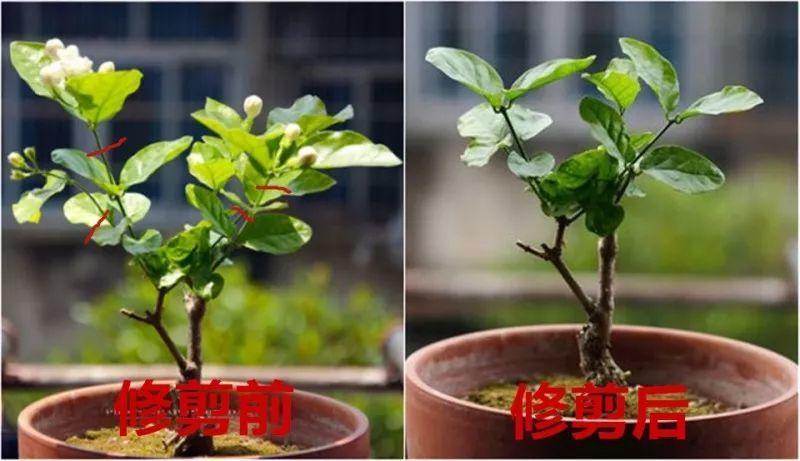 绿苏种子的种植方法是什么，绿苏是什么植物（1盆顶个百宝箱）