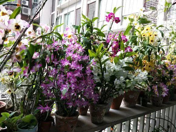 绿苏种子的种植方法是什么，绿苏是什么植物（1盆顶个百宝箱）