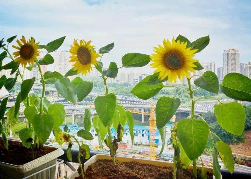 绿苏种子的种植方法是什么，绿苏是什么植物（1盆顶个百宝箱）