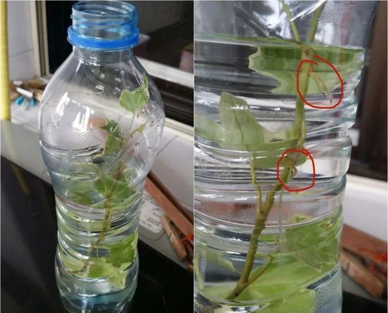 绿苏种子的种植方法是什么，绿苏是什么植物（1盆顶个百宝箱）