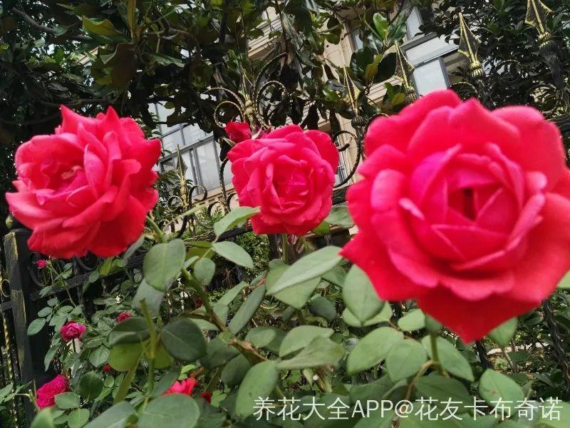 绿苏种子的种植方法是什么，绿苏是什么植物（1盆顶个百宝箱）