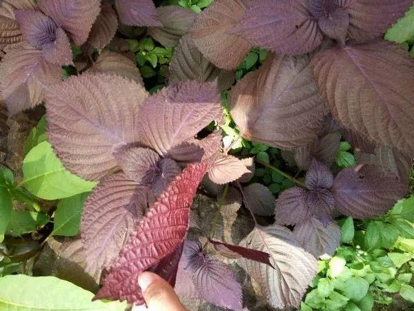 绿苏种子的种植方法是什么，绿苏是什么植物（1盆顶个百宝箱）