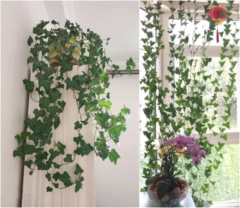 绿苏种子的种植方法是什么，绿苏是什么植物（1盆顶个百宝箱）