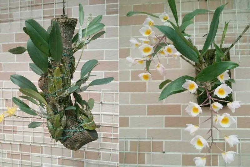 绿苏种子的种植方法是什么，绿苏是什么植物（1盆顶个百宝箱）