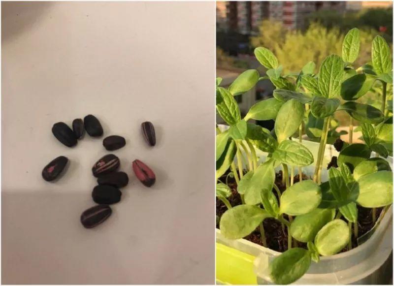 绿苏种子的种植方法是什么，绿苏是什么植物（1盆顶个百宝箱）