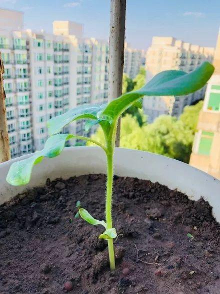 绿苏种子的种植方法是什么，绿苏是什么植物（1盆顶个百宝箱）