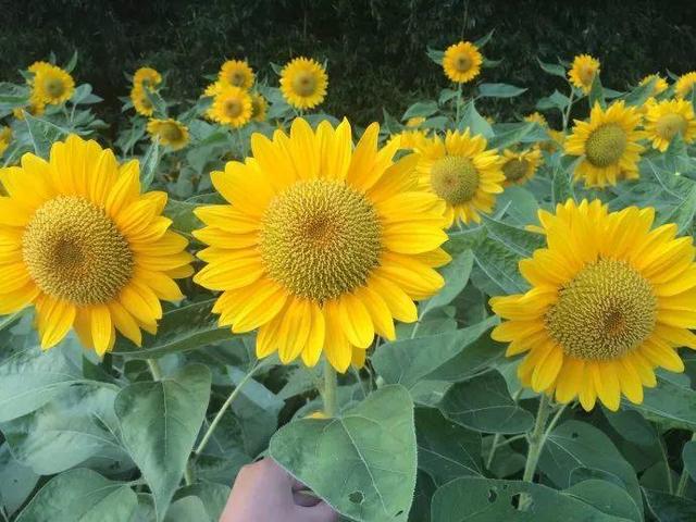 向日葵是哪个季节的花，向日葵是什么季节的（结的果子多到吃不完）