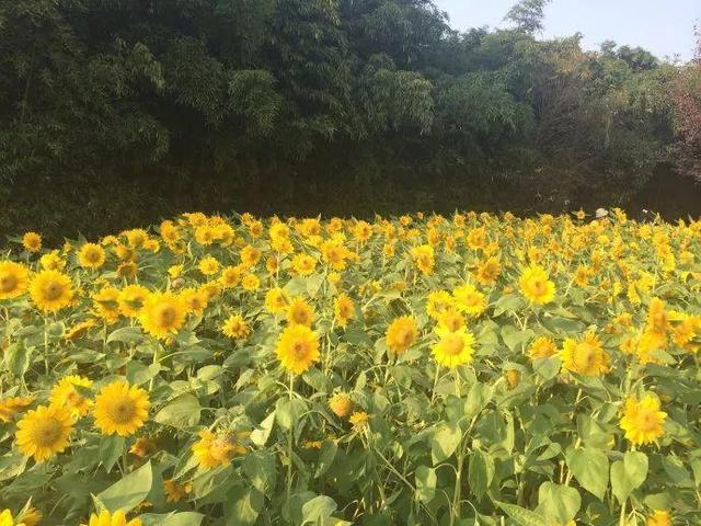 向日葵是哪个季节的花，向日葵是什么季节的（结的果子多到吃不完）