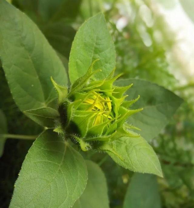 向日葵是哪个季节的花，向日葵是什么季节的（结的果子多到吃不完）