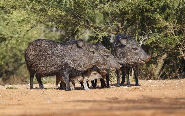 猯是怎样一种动物，猯是一个什么样的动物（物种百科：西猯）