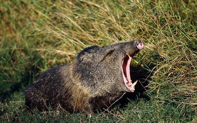 猯是怎样一种动物，猯是一个什么样的动物（物种百科：西猯）