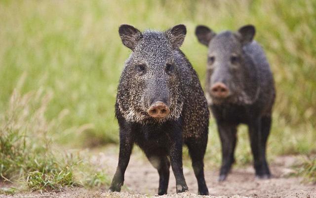 猯是怎样一种动物，猯是一个什么样的动物（物种百科：西猯）