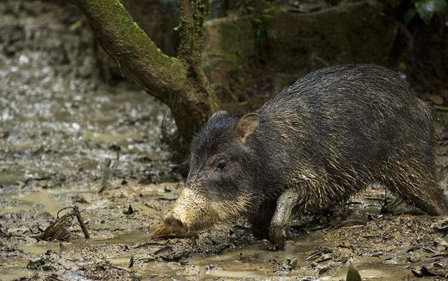 猯是怎样一种动物，猯是一个什么样的动物（物种百科：西猯）
