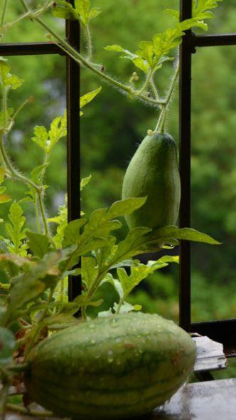 夏天吃西瓜的美句，夏天吃西瓜的句子（尝一口诗词里的西瓜）