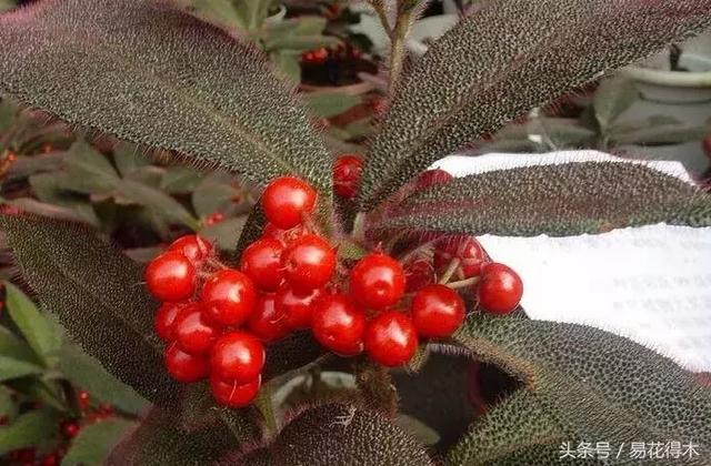 虎舌红用什么土养,虎舌兰的养殖方法(晶莹玉润的观果植物) 虎舌红用什么土养,虎舌兰的养殖方法(晶莹玉润的观果植物)