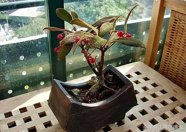 虎舌红用什么土养,虎舌兰的养殖方法(晶莹玉润的观果植物) 虎舌红用什么土养,虎舌兰的养殖方法(晶莹玉润的观果植物)