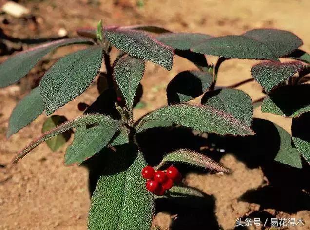 虎舌红用什么土养,虎舌兰的养殖方法(晶莹玉润的观果植物) 虎舌红用什么土养,虎舌兰的养殖方法(晶莹玉润的观果植物)