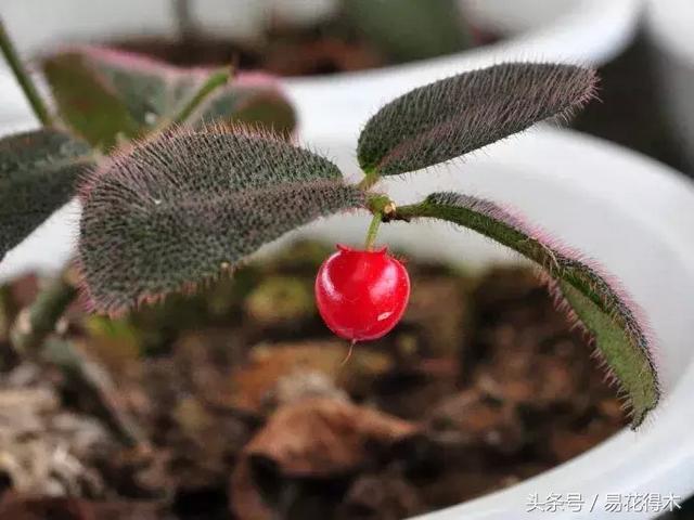 虎舌红用什么土养,虎舌兰的养殖方法(晶莹玉润的观果植物) 虎舌红用什么土养,虎舌兰的养殖方法(晶莹玉润的观果植物)