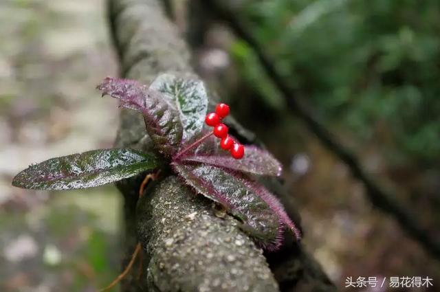虎舌红用什么土养,虎舌兰的养殖方法(晶莹玉润的观果植物) 虎舌红用什么土养,虎舌兰的养殖方法(晶莹玉润的观果植物)