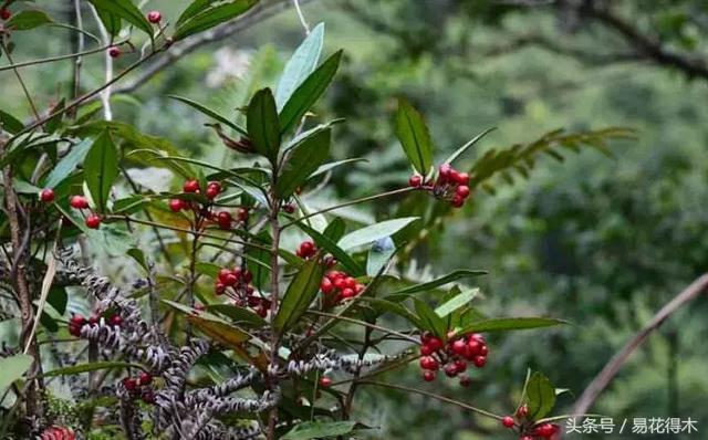 虎舌红用什么土养,虎舌兰的养殖方法(晶莹玉润的观果植物) 虎舌红用什么土养,虎舌兰的养殖方法(晶莹玉润的观果植物)