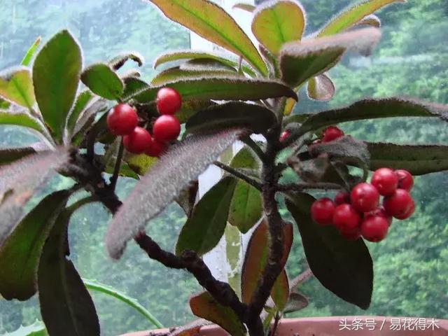 虎舌红用什么土养,虎舌兰的养殖方法(晶莹玉润的观果植物) 虎舌红用什么土养,虎舌兰的养殖方法(晶莹玉润的观果植物)