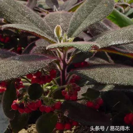 虎舌红用什么土养,虎舌兰的养殖方法(晶莹玉润的观果植物) 虎舌红用什么土养,虎舌兰的养殖方法(晶莹玉润的观果植物)