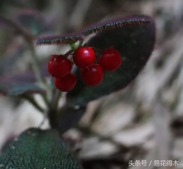 虎舌红用什么土养,虎舌兰的养殖方法(晶莹玉润的观果植物) 虎舌红用什么土养,虎舌兰的养殖方法(晶莹玉润的观果植物)