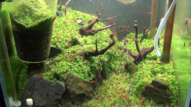 水族箱(水族箱造景,为大家准备鱼缸造景教程(水族箱景观设计)