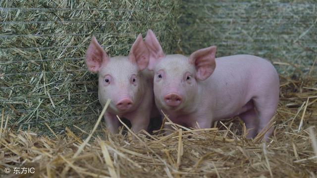 属龙的和属猪的配吗，属龙的和属猪的相配吗（属猪人性情和生肖配对）