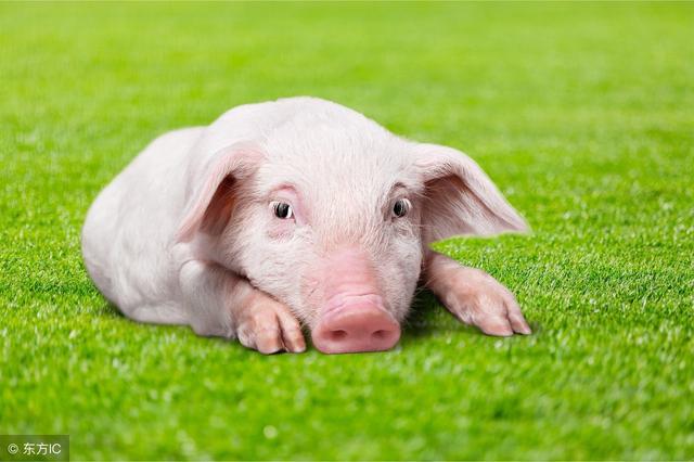 属龙的和属猪的配吗，属龙的和属猪的相配吗（属猪人性情和生肖配对）