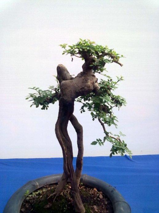 对节白蜡盆景怎么养，对节白蜡盆景怎么养护（对节白蜡盆景养护与制作）