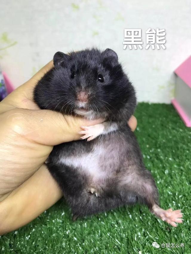 仓鼠有什么品种，可爱小仓鼠的种类（快来看看哪个是你家宝贝）