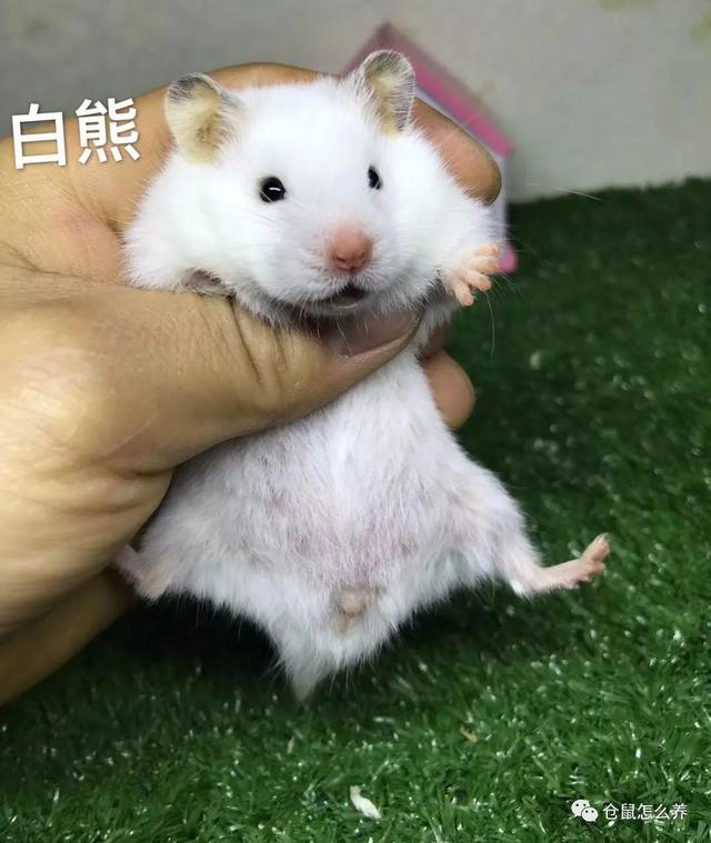 仓鼠有什么品种，可爱小仓鼠的种类（快来看看哪个是你家宝贝）