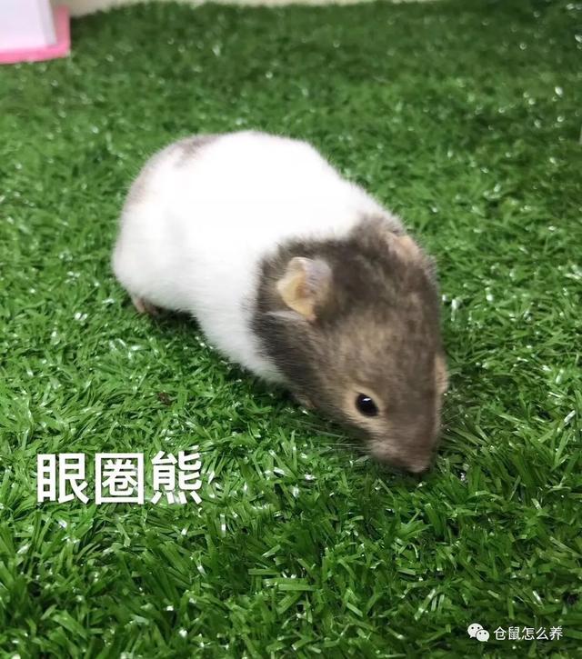 仓鼠有什么品种，可爱小仓鼠的种类（快来看看哪个是你家宝贝）
