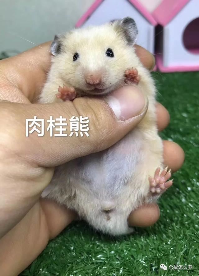 仓鼠有什么品种，可爱小仓鼠的种类（快来看看哪个是你家宝贝）
