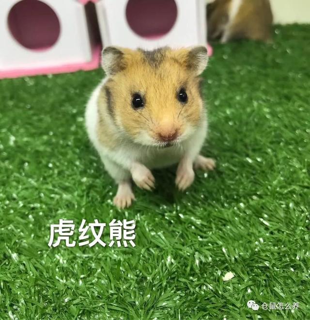 仓鼠有什么品种，可爱小仓鼠的种类（快来看看哪个是你家宝贝）