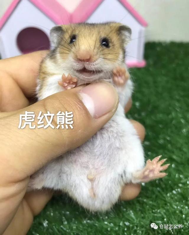 仓鼠有什么品种，可爱小仓鼠的种类（快来看看哪个是你家宝贝）