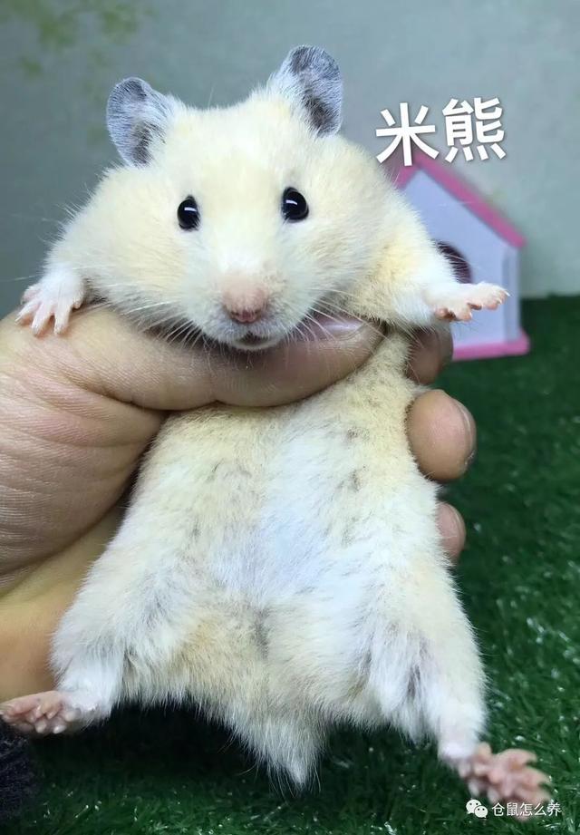 仓鼠有什么品种，可爱小仓鼠的种类（快来看看哪个是你家宝贝）