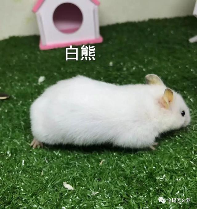 仓鼠有什么品种，可爱小仓鼠的种类（快来看看哪个是你家宝贝）