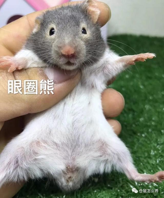 仓鼠有什么品种，可爱小仓鼠的种类（快来看看哪个是你家宝贝）