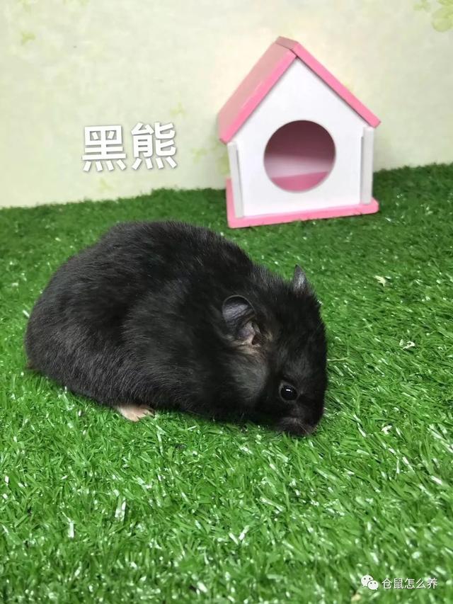 仓鼠有什么品种，可爱小仓鼠的种类（快来看看哪个是你家宝贝）