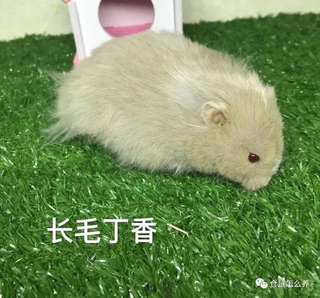 仓鼠有什么品种，可爱小仓鼠的种类（快来看看哪个是你家宝贝）
