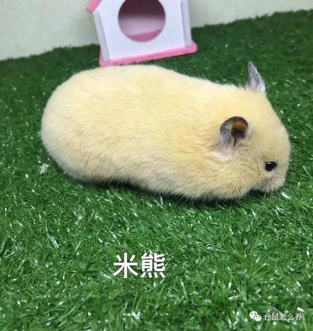 仓鼠有什么品种，可爱小仓鼠的种类（快来看看哪个是你家宝贝）