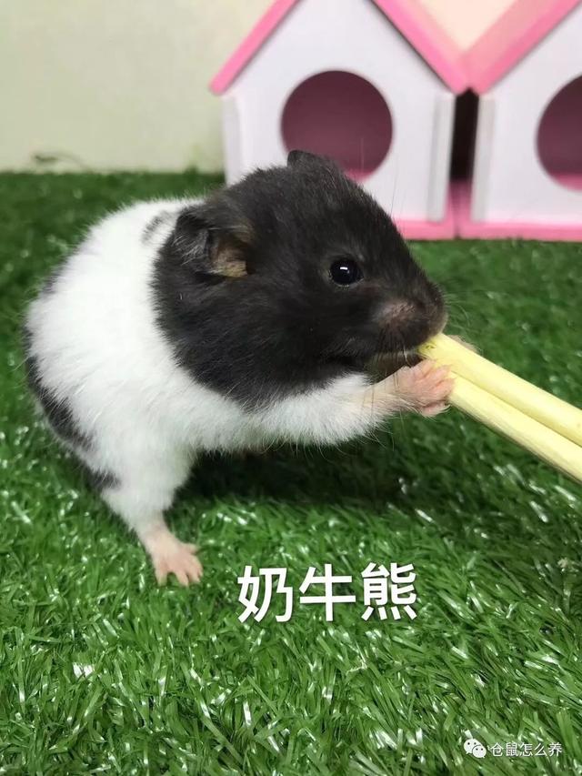 仓鼠有什么品种，可爱小仓鼠的种类（快来看看哪个是你家宝贝）