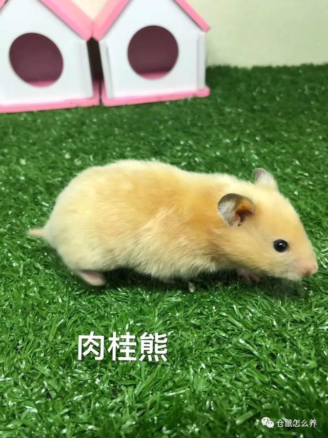 仓鼠有什么品种，可爱小仓鼠的种类（快来看看哪个是你家宝贝）