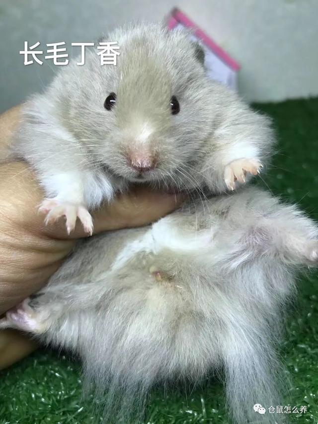 仓鼠有什么品种，可爱小仓鼠的种类（快来看看哪个是你家宝贝）